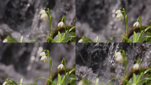 小溪边的雪花莲高清在线视频素材下载