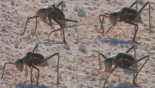 非洲甲壳虫 - Kaefer_Grille高清在线视频素材下载
