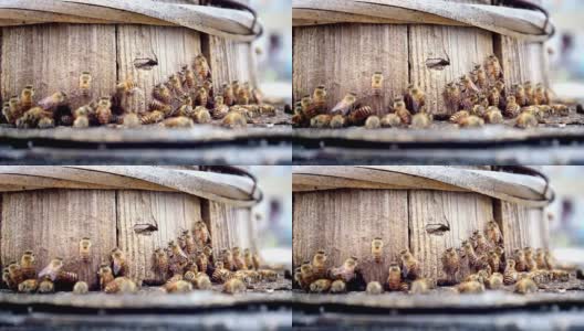 蜂巢外的蜜蜂高清在线视频素材下载