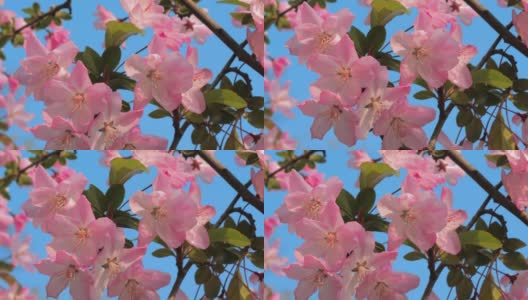 特写慢动作镜头，春天的桃花在风中摇曳，蓝色的天空为背景。美丽的桃花开了。高清在线视频素材下载