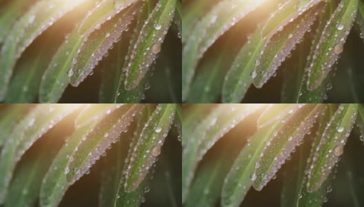 近距离观察植物叶子上的水滴高清在线视频素材下载
