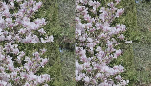 树枝上盛开着粉红色的白玉兰花，玉兰花树在绿色的春天高清在线视频素材下载