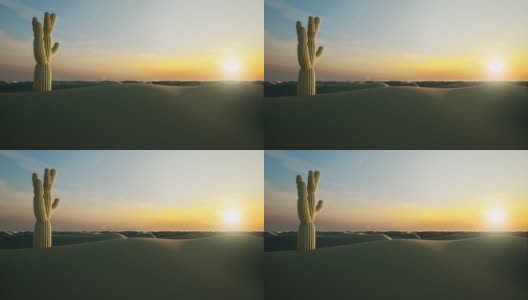 仙人掌沙漠，美丽的沙子，野生的自然景观，日落场景，蓝天4k高清在线视频素材下载