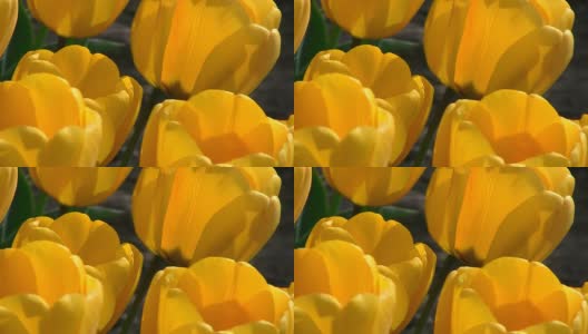 黄色的花朵高清在线视频素材下载