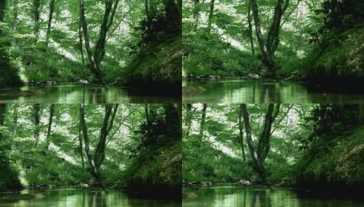 森林和小溪高清在线视频素材下载