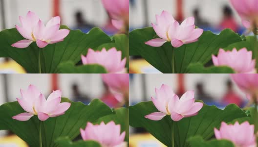 在和风中，荷花(睡莲)花和雨珠高清在线视频素材下载