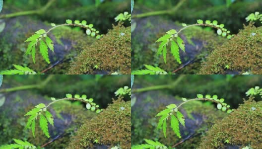 蕨类植物。高清在线视频素材下载