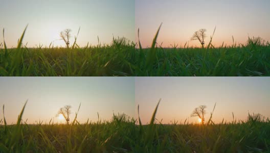 HD TIME-LAPSE: Field And A Tree With Lookout Tower高清在线视频素材下载