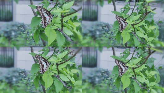 在树枝上的蝴蝶，在印度北方邦的大诺伊达找到高清在线视频素材下载