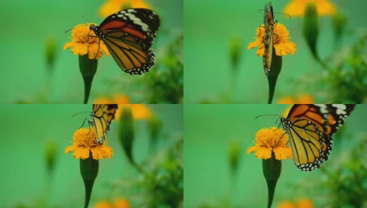 Monarch Butterfly on yellow Flower高清在线视频素材下载