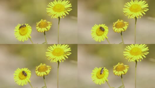 蜜蜂以花蜜高清在线视频素材下载