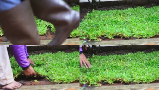 种植新的草皮高清在线视频素材下载