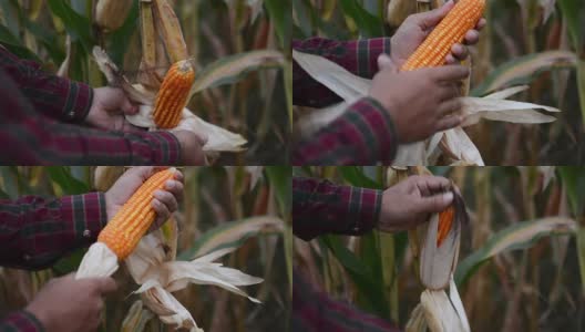 农民研究玉米棒子高清在线视频素材下载
