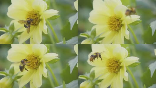 Slomo蜜蜂高清在线视频素材下载
