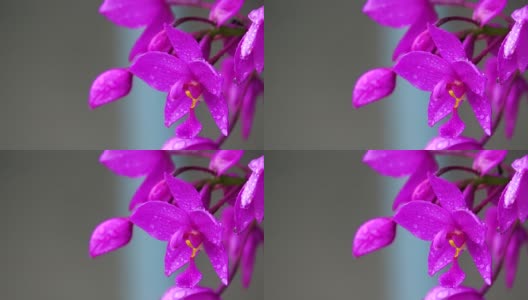 紫花在雨后的风，泰国清迈省高清在线视频素材下载