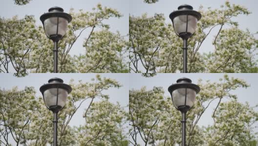春天盛开的苹果树上的街灯高清在线视频素材下载