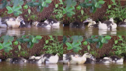 一家野鸭(moschata Cairina)在河岸寻找食物。高清在线视频素材下载