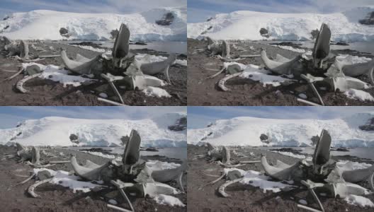 南极洲海岸上的鲸鱼骨架高清在线视频素材下载