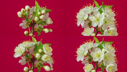 4k垂直时间间隔的酸樱桃树花盛开，生长在红色的背景上。樱花盛开的小白花。时间流逝，9:16的比例。高清在线视频素材下载