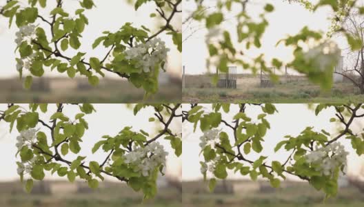 樱花盛开的树枝在春天的乡村花园高清在线视频素材下载