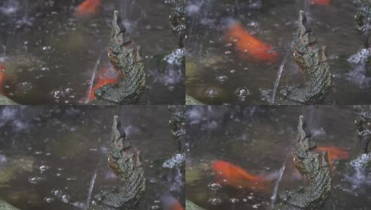金鱼在池塘里高清在线视频素材下载