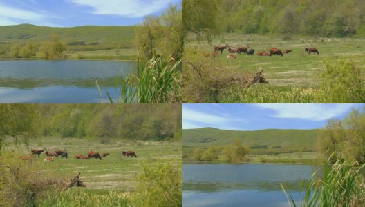 春谷里的一群牛高清在线视频素材下载