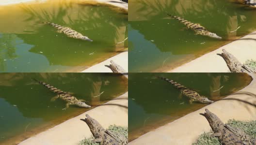 在池塘里游泳的鳄鱼高清在线视频素材下载