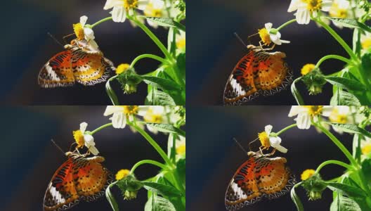 蝴蝶和花朵高清在线视频素材下载