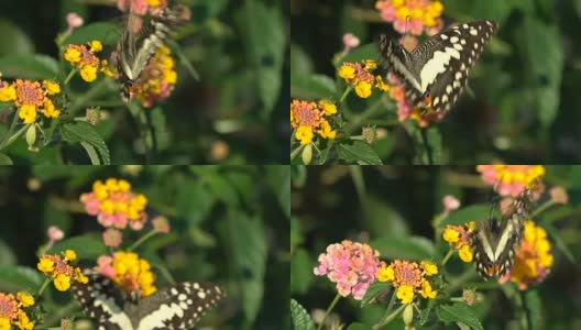 花上的蝴蝶特写，慢镜头。高清在线视频素材下载