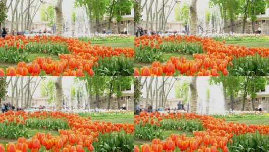 4K:郁金香在美丽的花园-股票视频高清在线视频素材下载