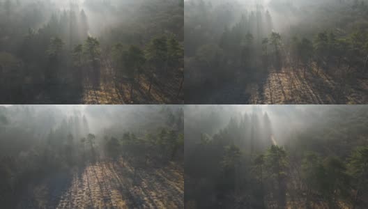当阳光穿过树木时，无人机从林地飞离高清在线视频素材下载