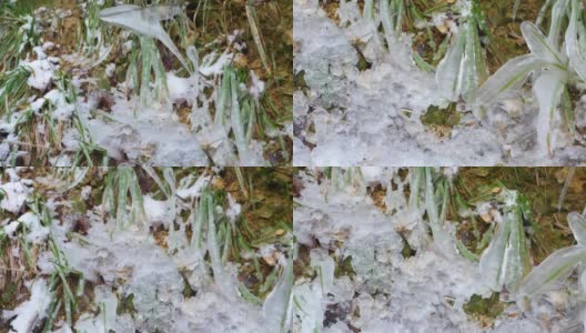 冰冻的植物。草地上结了冰和霜高清在线视频素材下载