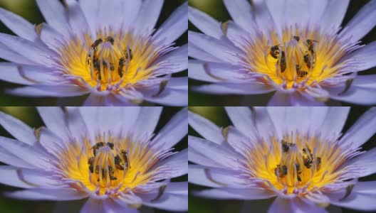 蜜蜂从莲花中采集花粉，蜜蜂授粉是自然生态。高清在线视频素材下载