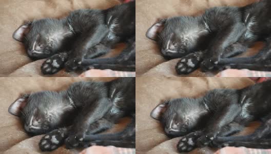 黑猫睡觉高清在线视频素材下载