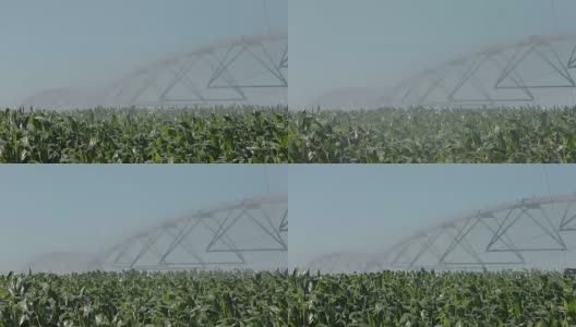 农业古图拉雷加农场洒水器高清在线视频素材下载