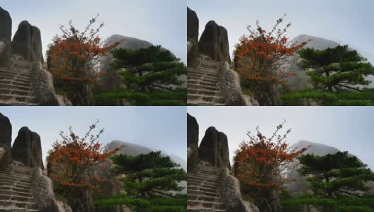 红叶和松树在山顶高清在线视频素材下载
