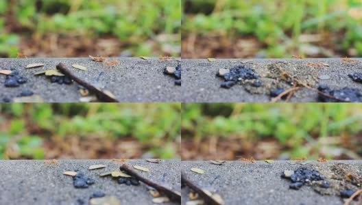 高清摄影车:蚂蚁在工作高清在线视频素材下载