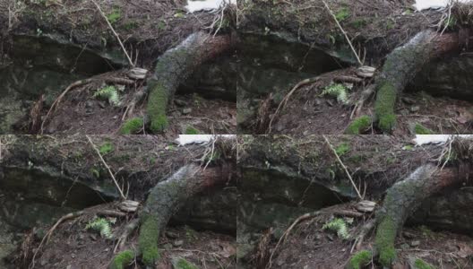 变暖。水滴从树根和岩石上流过。早春，森林解冻高清在线视频素材下载
