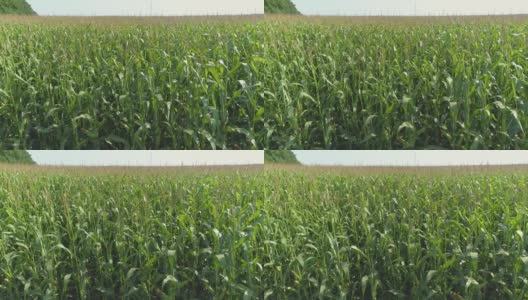 玉米田特写。从无人机上看到的田野里的绿玉米。种植玉米的特写镜头。农业。高清在线视频素材下载