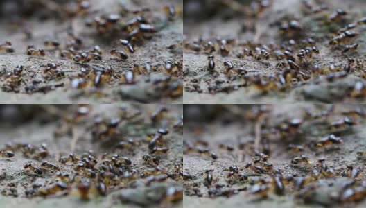 蚂蚁爬向蚁群高清在线视频素材下载