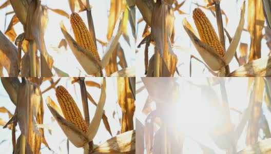 高清多莉:成熟的玉米棒子高清在线视频素材下载