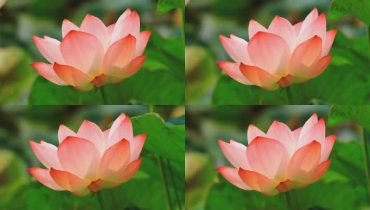 粉红色的莲花高清在线视频素材下载