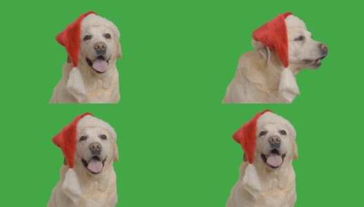 一只成年拉布拉多犬坐在圣诞老人的帽子上高清在线视频素材下载