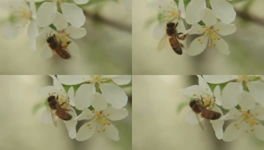 蜜蜂飞的野生动物高清在线视频素材下载