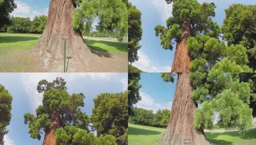 公园里的巨型红杉高清在线视频素材下载