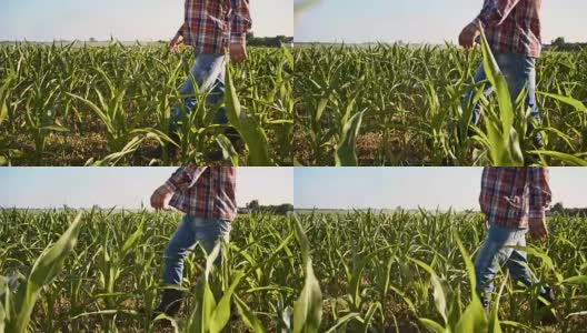 穿着格子衬衫的农夫在田野里散步高清在线视频素材下载