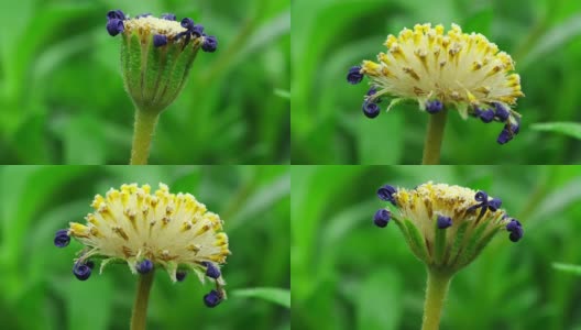 美丽花种子-蓝色雏菊蒲公英高清在线视频素材下载