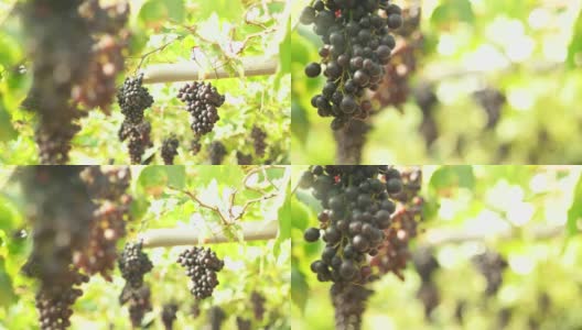 4K聚焦:葡萄园里的红葡萄高清在线视频素材下载