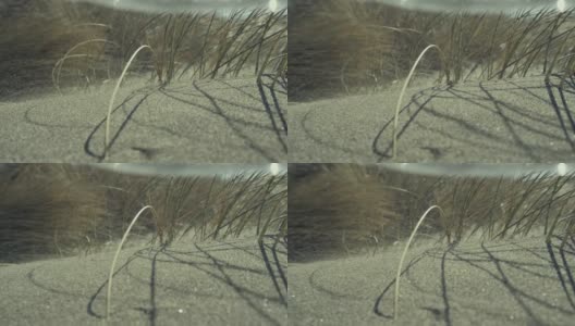在俄勒冈海岸，风吹起的沙子在草之间形成了沙丘高清在线视频素材下载