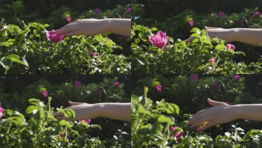 女性的手抚摸着绿色灌木上粉红色的花朵和玫瑰的臀部高清在线视频素材下载
